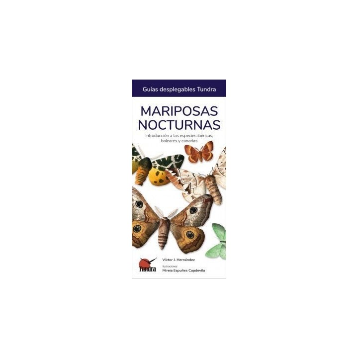 MARIPOSAS NOCTURNAS