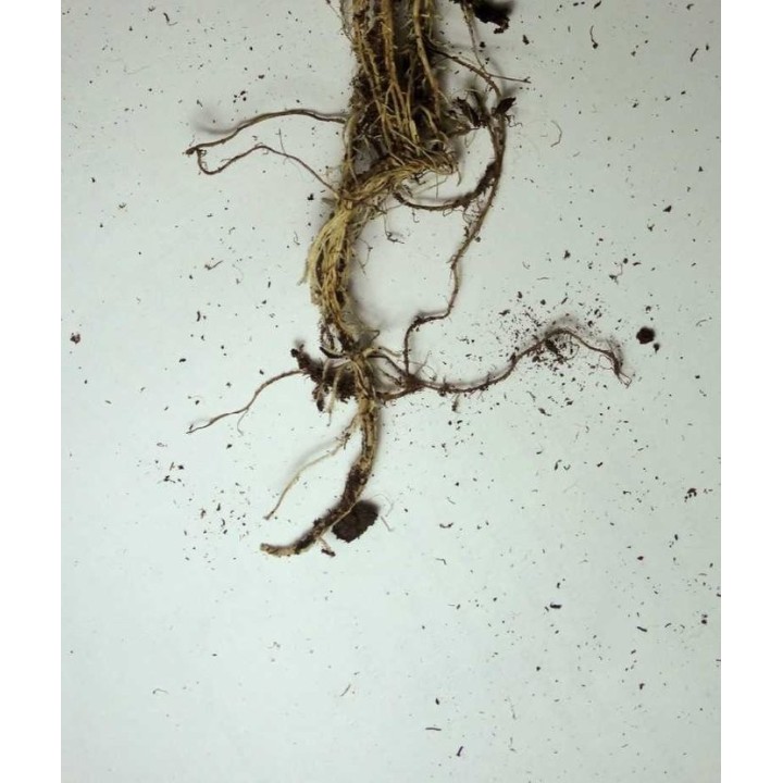 RAICES