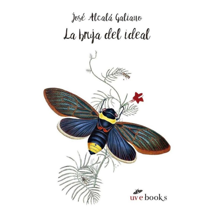 BRUJA DEL IDEAL,LA