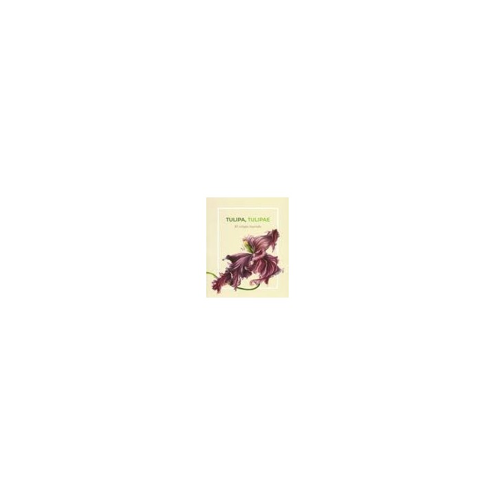 TULIPA, TULIPAE