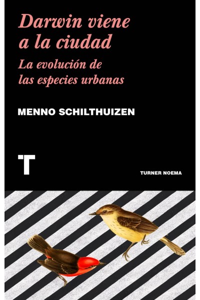 DARWIN VIENE A LA CIUDAD