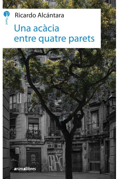 UNA ACÀCIA ENTRE QUATRE PARETS