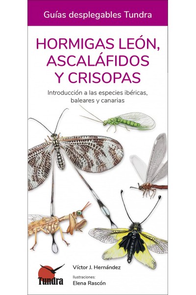 HORMIGAS LEON, ASCALAFIDOS Y CRISOPAS