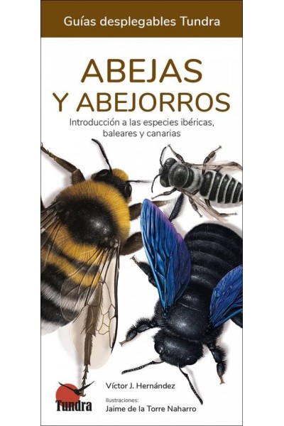 ABEJAS Y ABEJORROS - GUIAS DESPLEGABLES TUNDRA