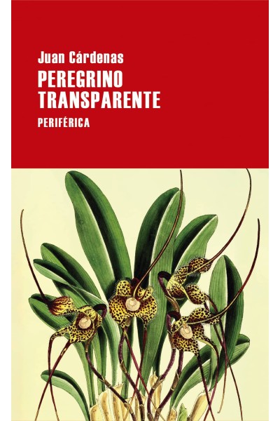 PEREGRINO TRANSPARENTE