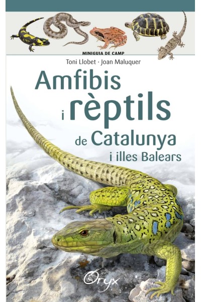 AMFIBIS I RÈPTILS DE CATALUNYA I ILLES BALEARS